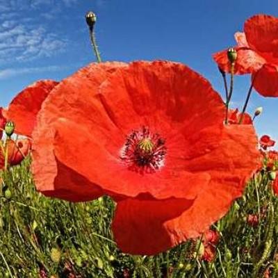 欧宝娱乐APP官方下载